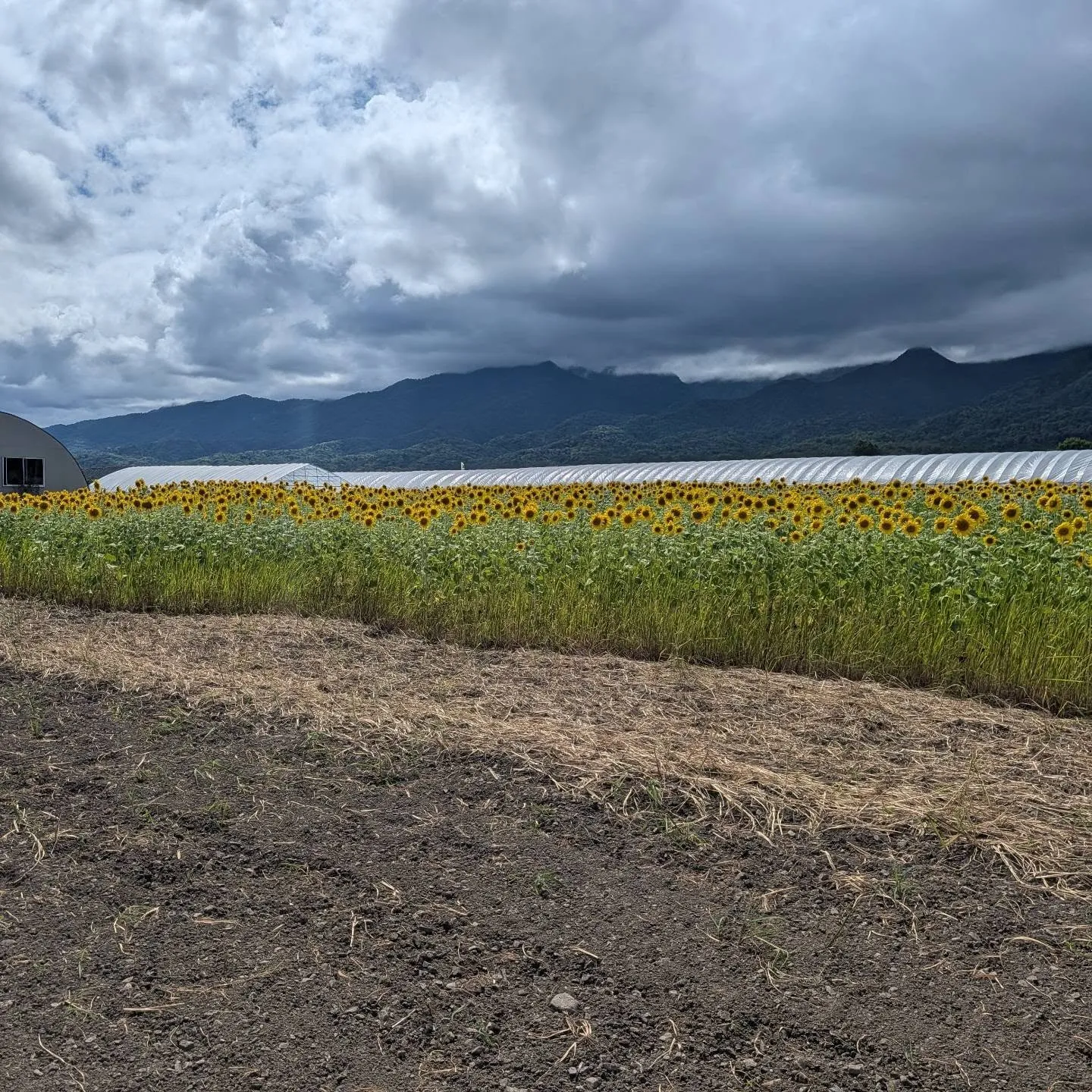 🌻🌻 ひまわり満開のお知らせ 🌻🌻